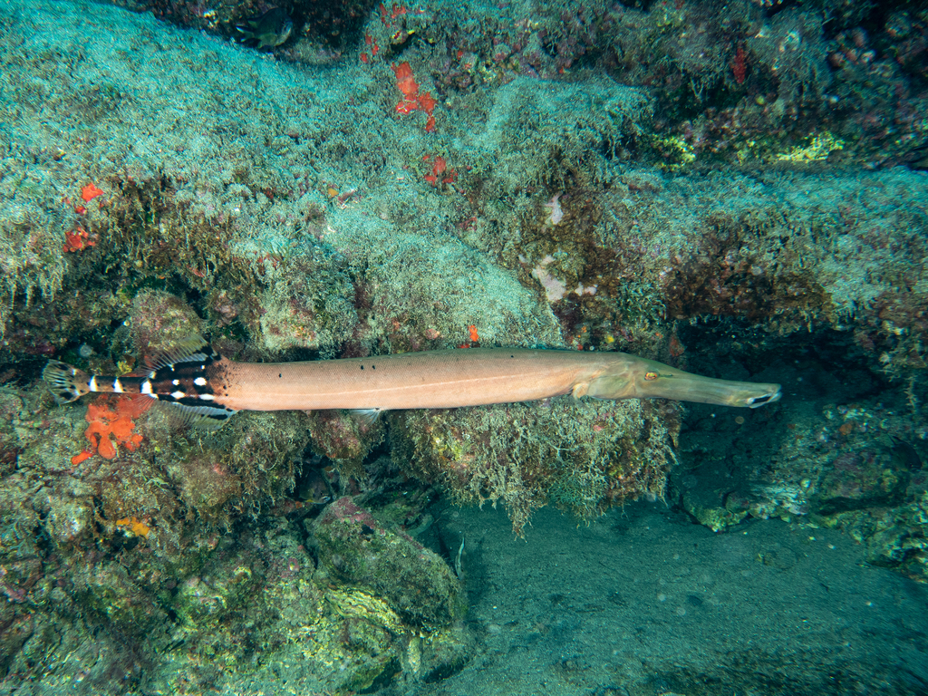 Photo of Atlantic trumpetfish (Aulostomus strigosus)