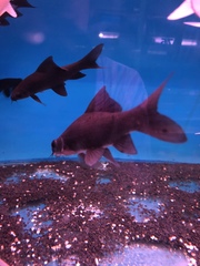 Labeo chrysophekadion