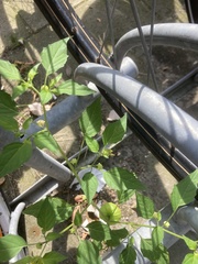 Tomatillo (Physalis philadelphica): Herkunft und Verwendung — Foto 3