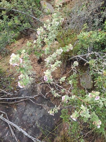 Image of Rough Mallow (Anisodontea bryoniifolia) by (c) Noeleen du Toit, some rights reserved (CC BY-SA)