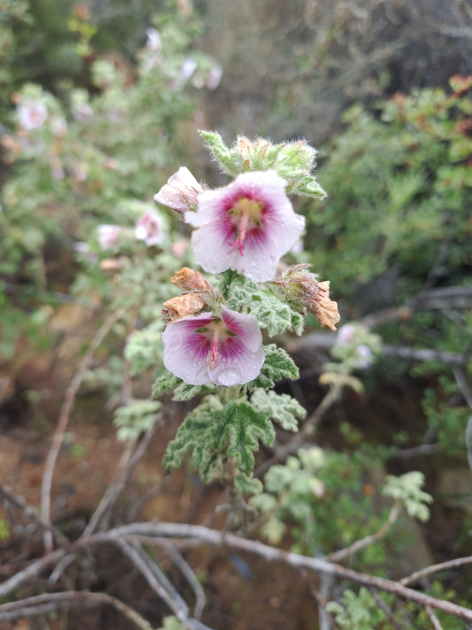 Rough Mallow (Anisodontea bryoniifolia)