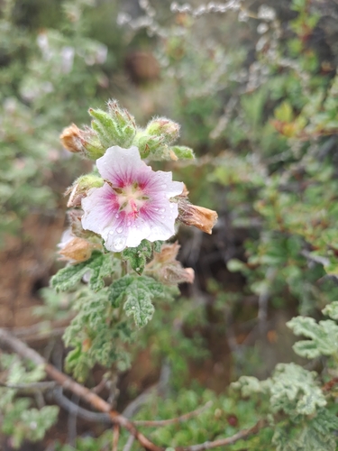Image of Rough Mallow (Anisodontea bryoniifolia) by (c) Noeleen du Toit, some rights reserved (CC BY-SA)