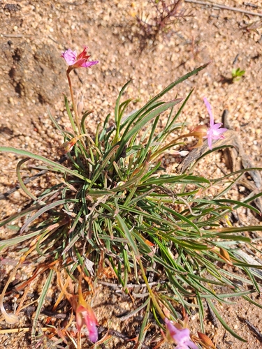 Image of Nutmeg-Scented Storksbill (Pelargonium coronopifolium) by (c) Noeleen du Toit, some rights reserved (CC BY-SA)