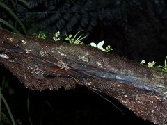 Pachyrhamma acanthocerum