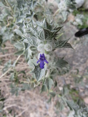 Salvia funerea
