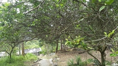 Citrus × latifolia