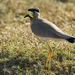 Yellow-wattled Lapwing - Photo (c) David Cook, some rights reserved (CC BY-NC)