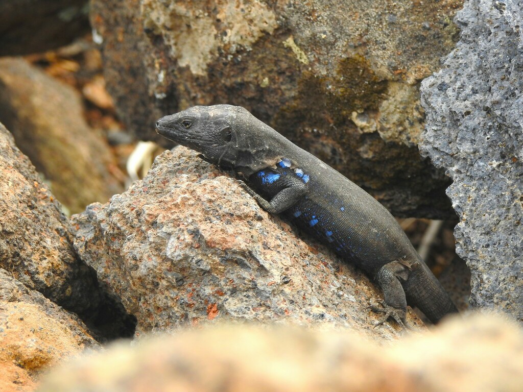 Boettger's Lizard