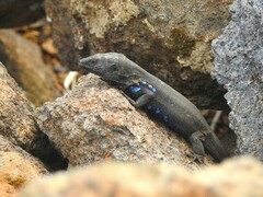 Boettger's Lizard photo 1