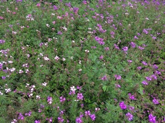 Angiospermae