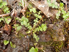 Geum macrophyllum macrophyllum