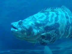 Epinephelus daemelii