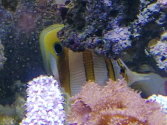 Chaetodontidae