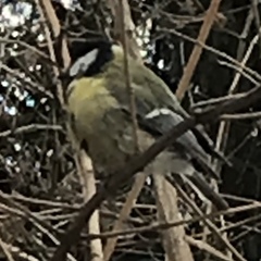 Parus major