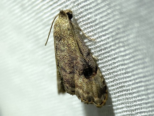 Abablemma brimleyana photo 5