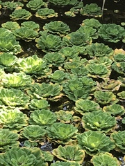 Pistia stratiotes