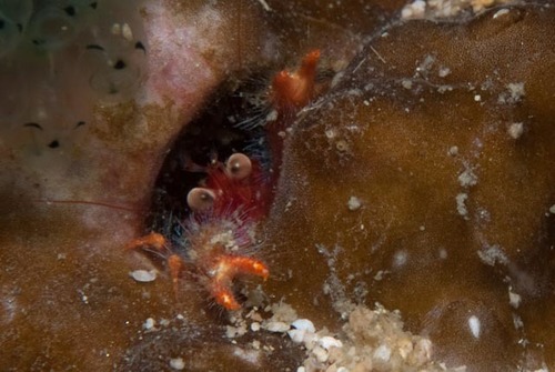 Trapezionida olivarae