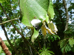 Aphantochilus