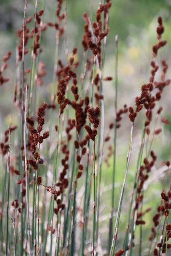Image of Thamnochortus spicigerus by (c) Tony Rebelo, some rights reserved (CC BY-SA)