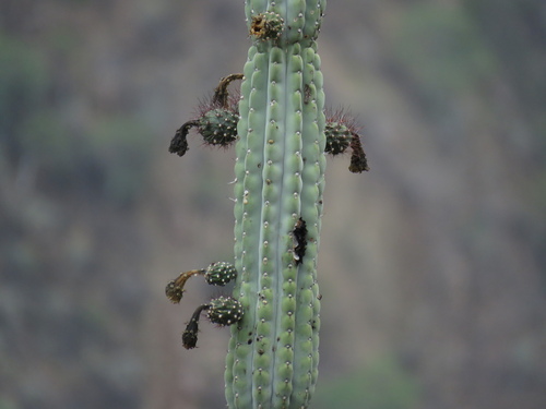 Armatocereus rauhii, photograph 4