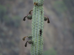 Armatocereus rauhii, photograph Manuel Roncal, CC0, iNaturalist via GBIF