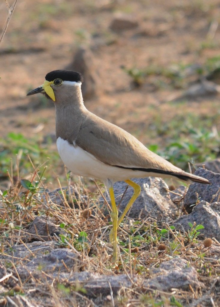 Yellow-Wattled Lapwing
