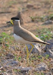 Yellow-Wattled Lapwing photo 1