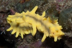 Colochirus robustus