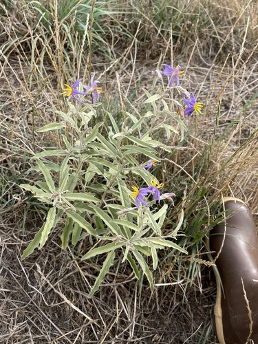 Solanum elaeagnifolium iNat (1)