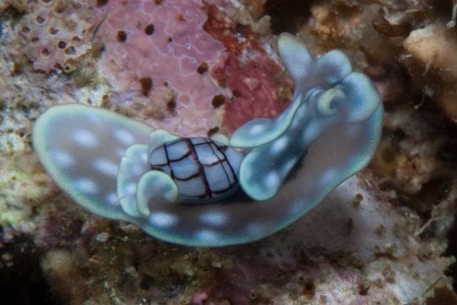 Micromelo barbarae