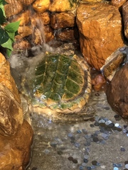 Macrochelys