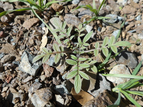 Brewer's Phacelia foliage