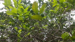 Citrus × latifolia