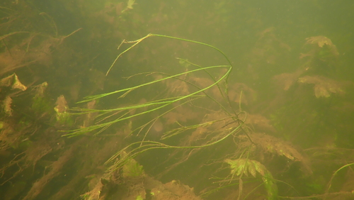 Image of Ranunculus fluitans by (c) Nicola Crockford, some rights reserved (CC BY)