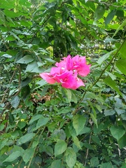 Bougainvillea