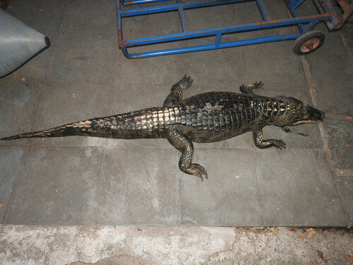 Yacare caiman, Caiman yacare