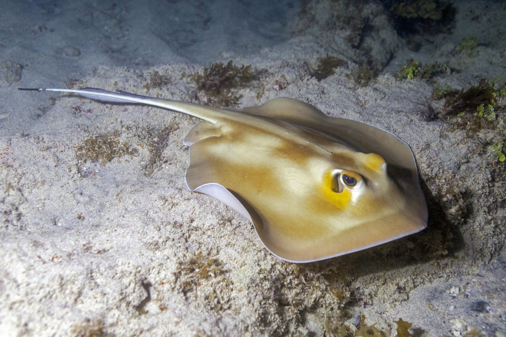 Brazilian large-eye stingray (Hypanus marianae) — Dasyatidae