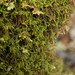 Macoun's Heterocladium Moss - Photo (c) M. Goff, some rights reserved (CC BY-NC-SA), uploaded by M. Goff