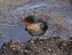 Hirundo domicola