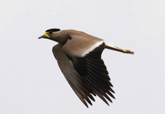 Yellow-Wattled Lapwing photo 2