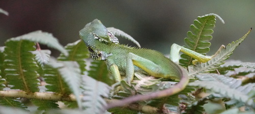 Calotes nigrilabris