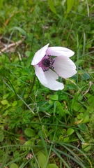 Anemone coronaria