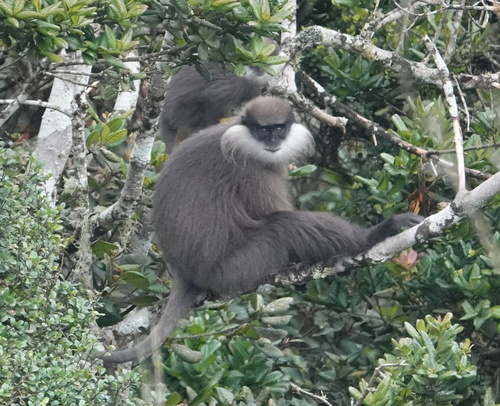 Purple-faced Langur