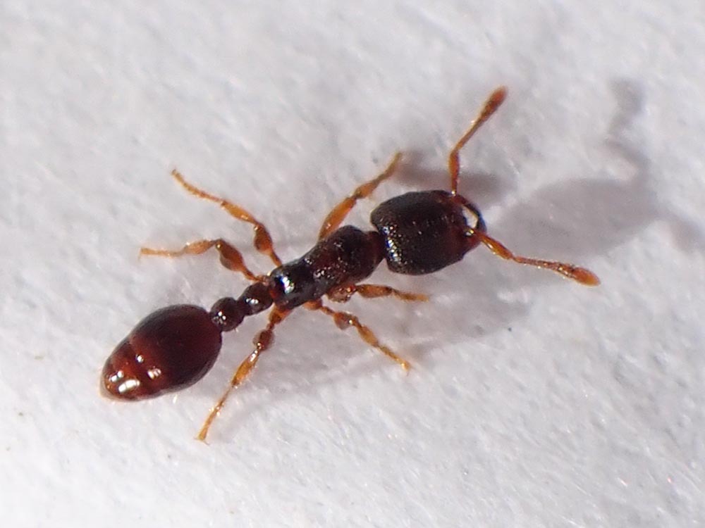 Vollenhovia oblonga