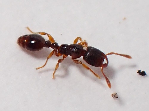 Vollenhovia oblongaVollenhovia oblonga