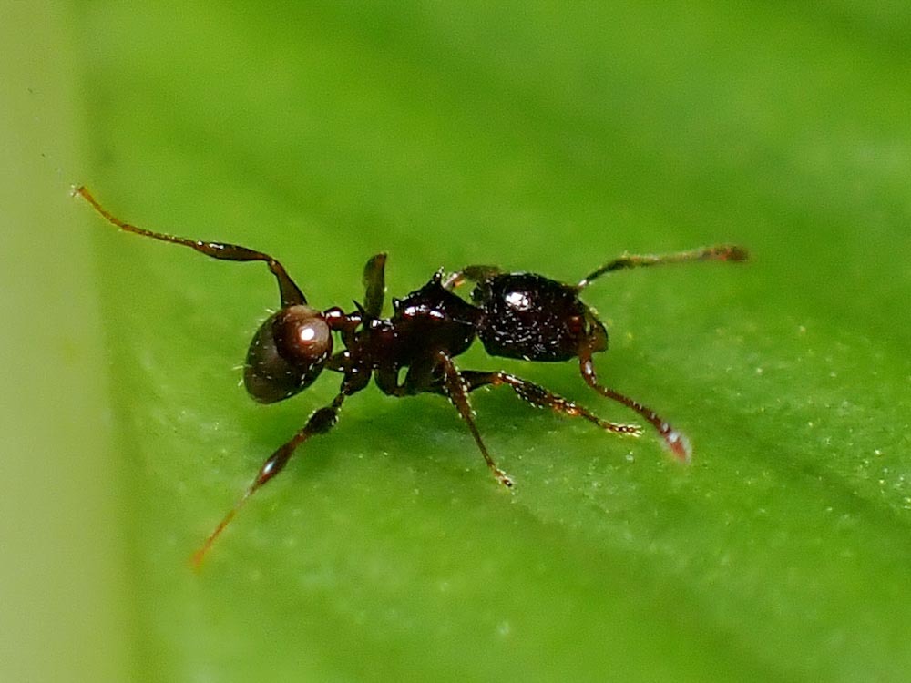 Pheidole sexspinosa