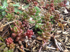 Sedum × rubrotinctum