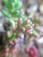 Sedum × rubrotinctum