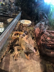 Iguana