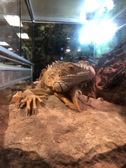 Iguana